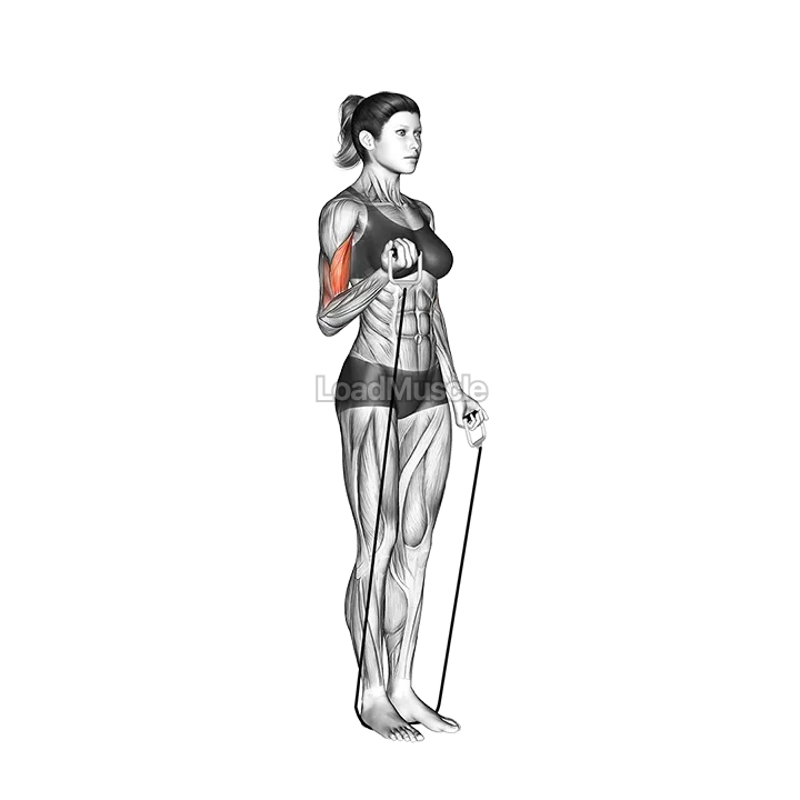 Alternate Biceps Curl (with band) demonstration