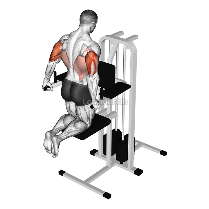 Assisted Triceps Dip (kneeling) demonstration