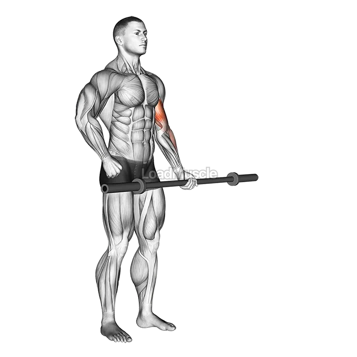 Barbell Alternate Biceps Curl demonstration