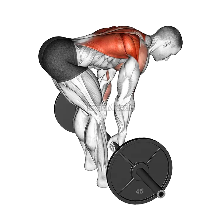 Barbell Bent Over Row demonstration