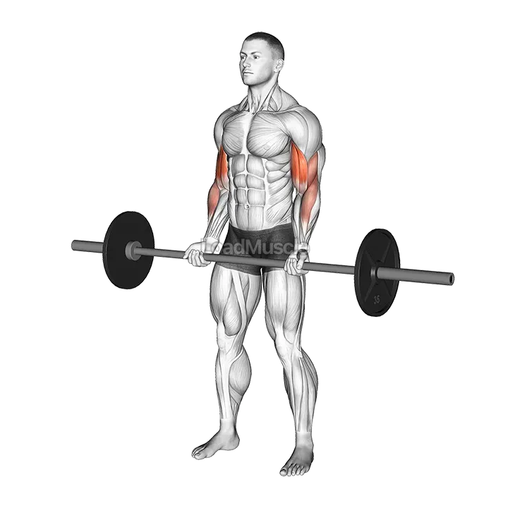 Barbell Curl demonstration