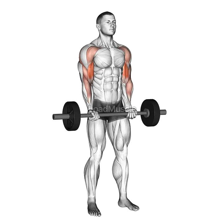 Barbell Drag Curl demonstration