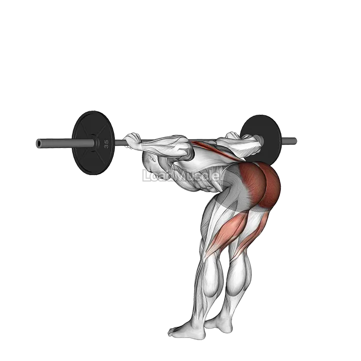 Barbell Good Morning demonstration