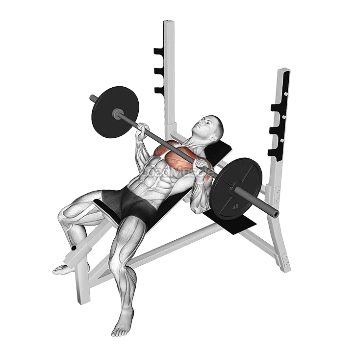 Barbell Incline Bench Press demonstration