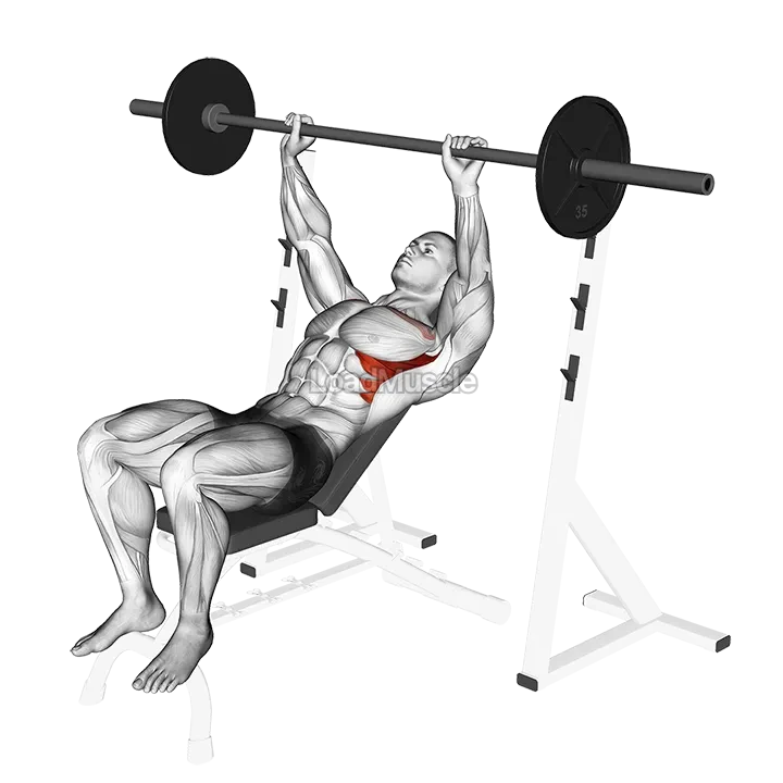 Barbell Incline Shoulder Raise demonstration