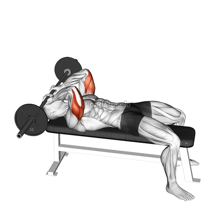 Barbell Lying Triceps Extension Skull Crusher demonstration