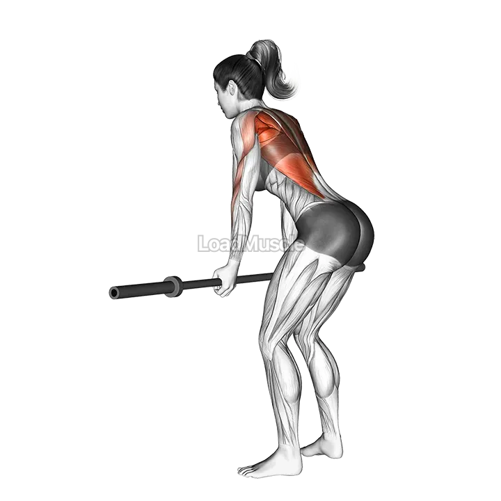 Barbell Narrow Row demonstration