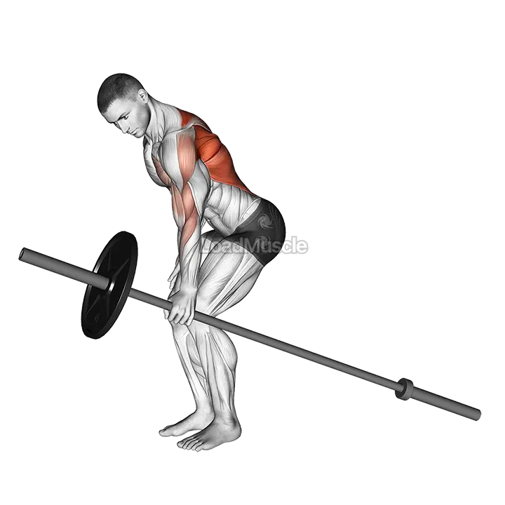 Barbell One Arm Bent over Row demonstration