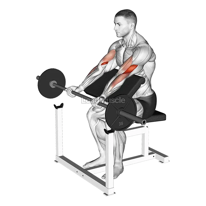 Barbell Preacher Curl demonstration
