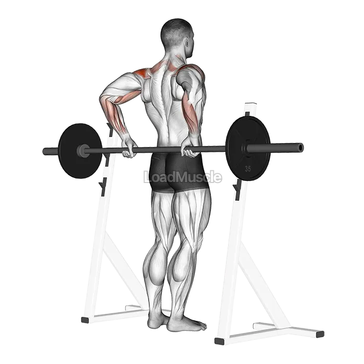 Barbell Rear Delt Raise demonstration