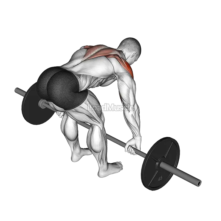 Barbell Rear Delt Row demonstration