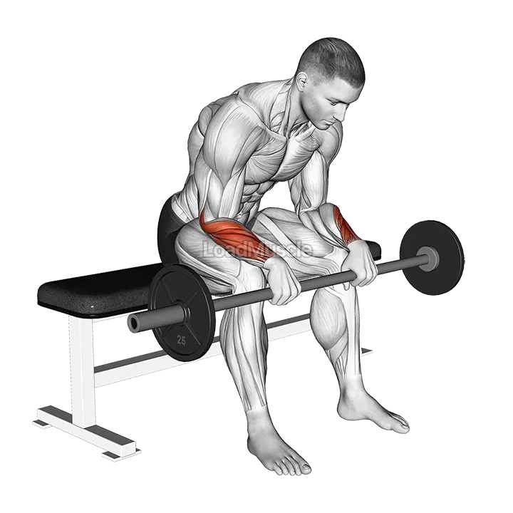 Barbell Revers Wrist Curl demonstration