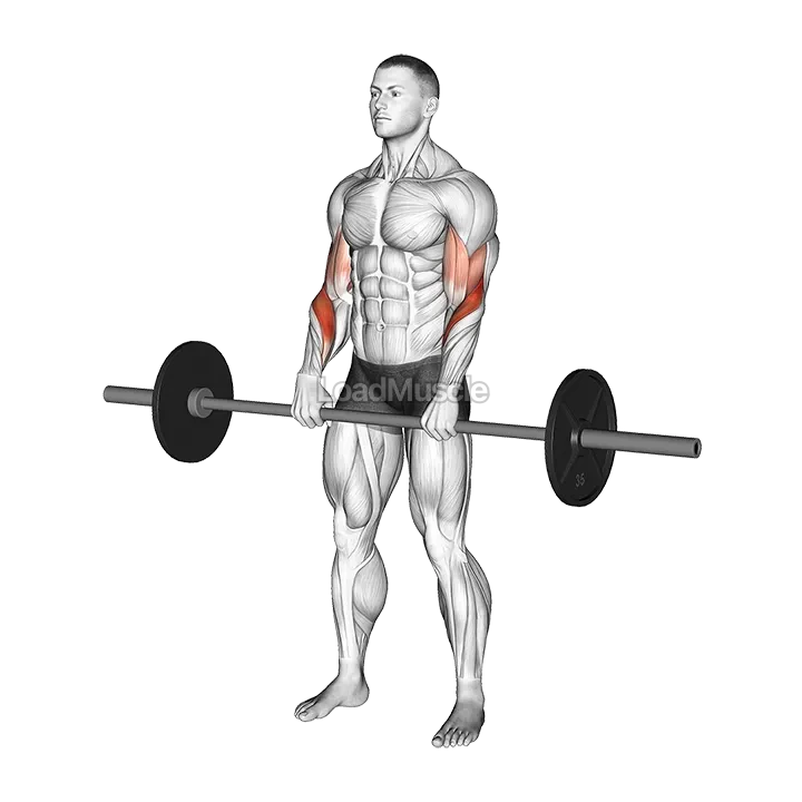 Barbell Reverse Curl demonstration