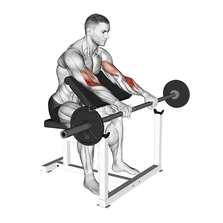 Barbell Reverse Preacher Curl demonstration