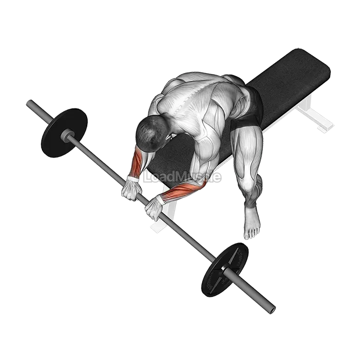 Barbell Reverse Wrist Curl demonstration