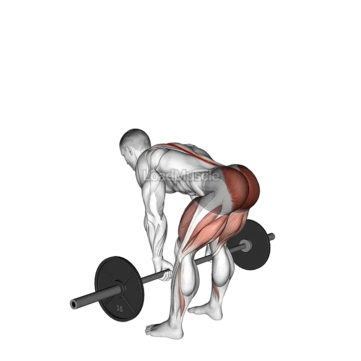 Barbell Romanian Deadlift demonstration