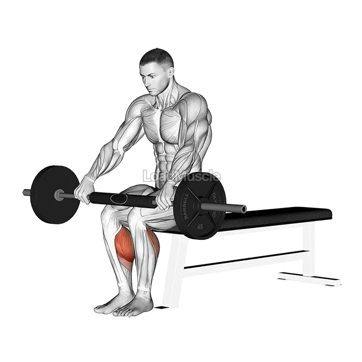 Barbell Seated Calf Raise demonstration