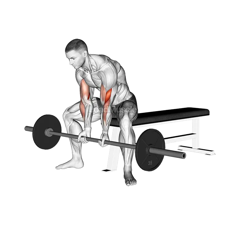 Barbell Seated Close grip Concentration Curl demonstration