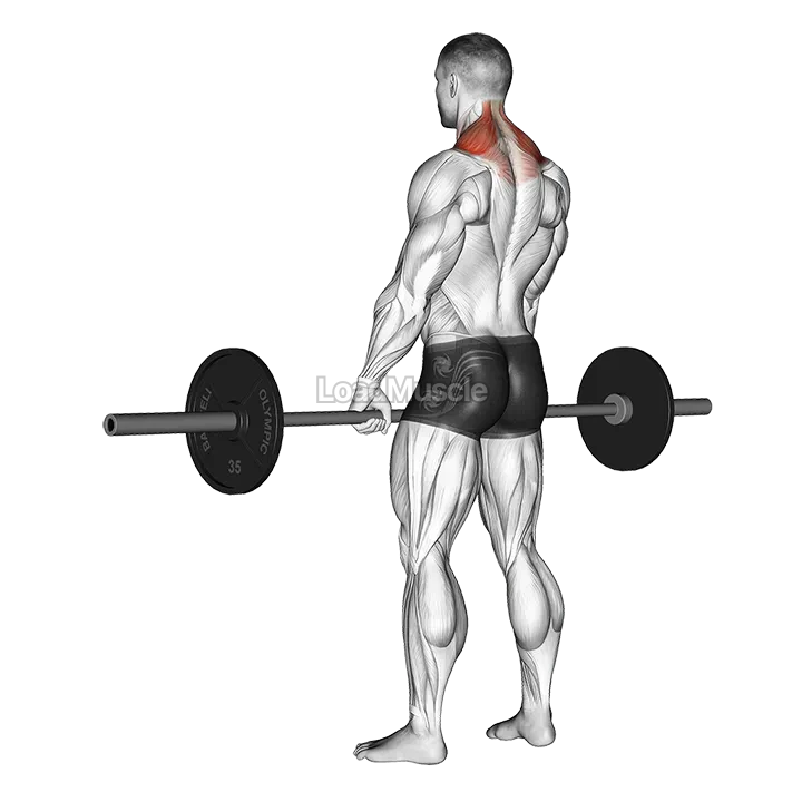 Barbell Shrug demonstration