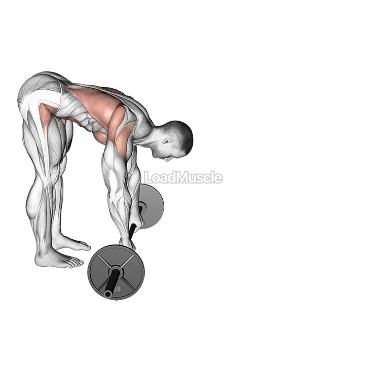 Barbell Standing ab rollout demonstration