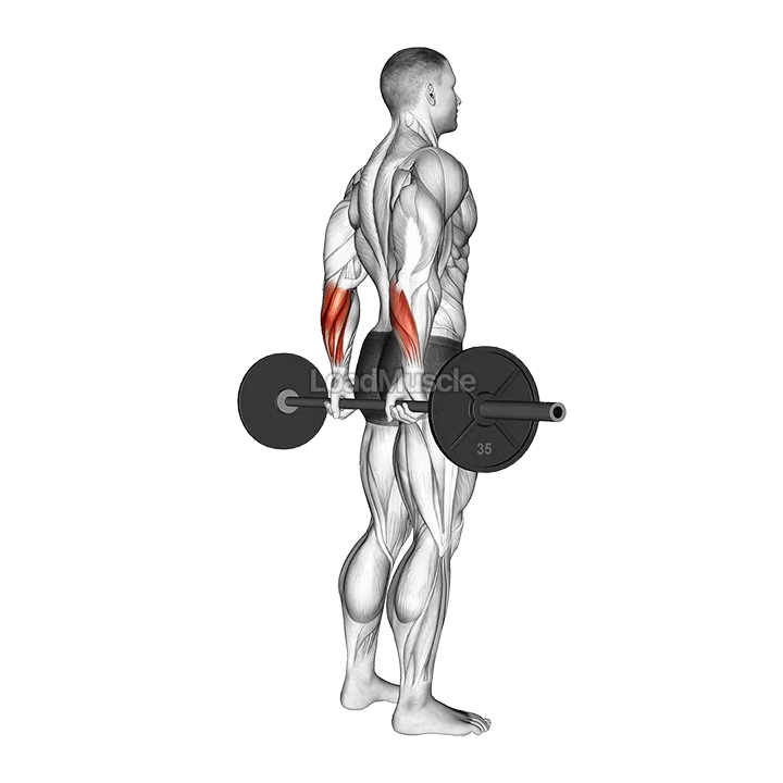 Barbell Standing Back Wrist Curl demonstration