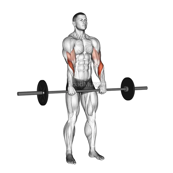 Barbell Standing Reverse Grip Curl demonstration