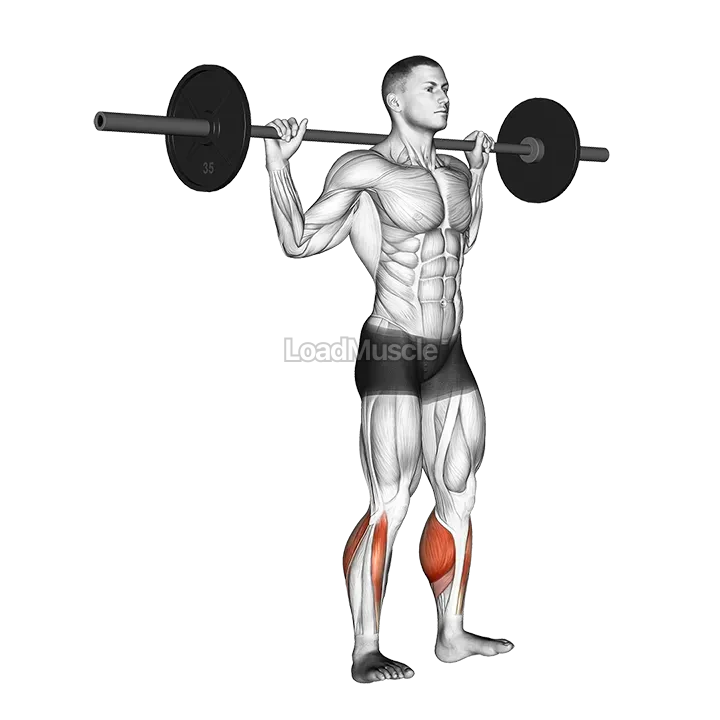 Barbell Standing Rocking Leg Calf Raise demonstration