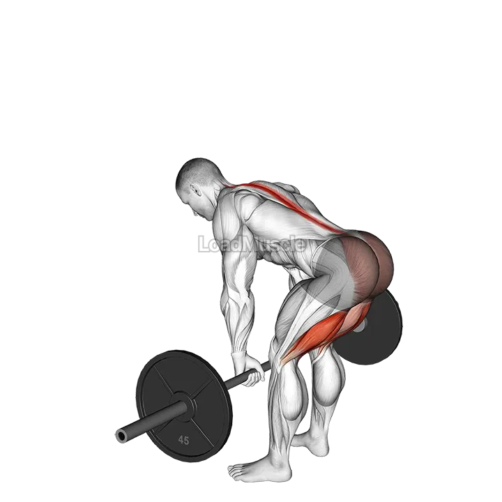Barbell Straight Leg Deadlift demonstration