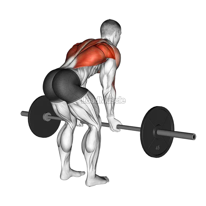Barbell Reverse Grip Bent over Row demonstration