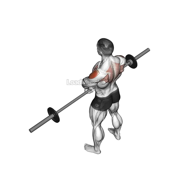 Barbell Upright Row demonstration