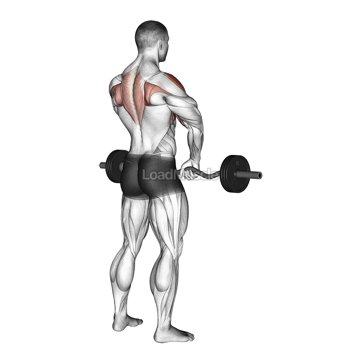 Barbell Upright Row demonstration