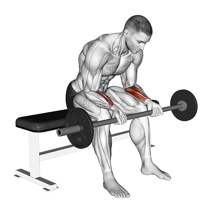 Barbell Wrist Curl demonstration
