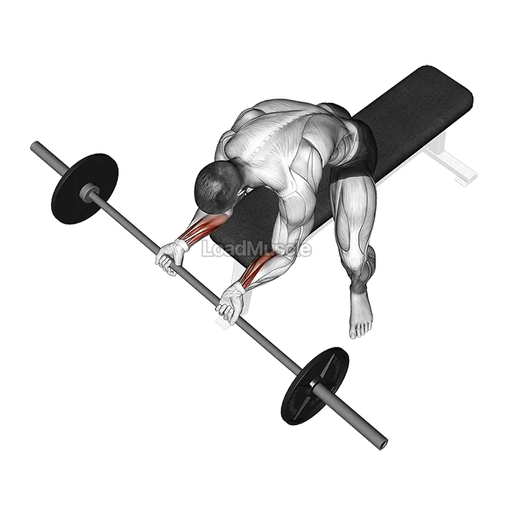 Barbell Wrist Curl demonstration