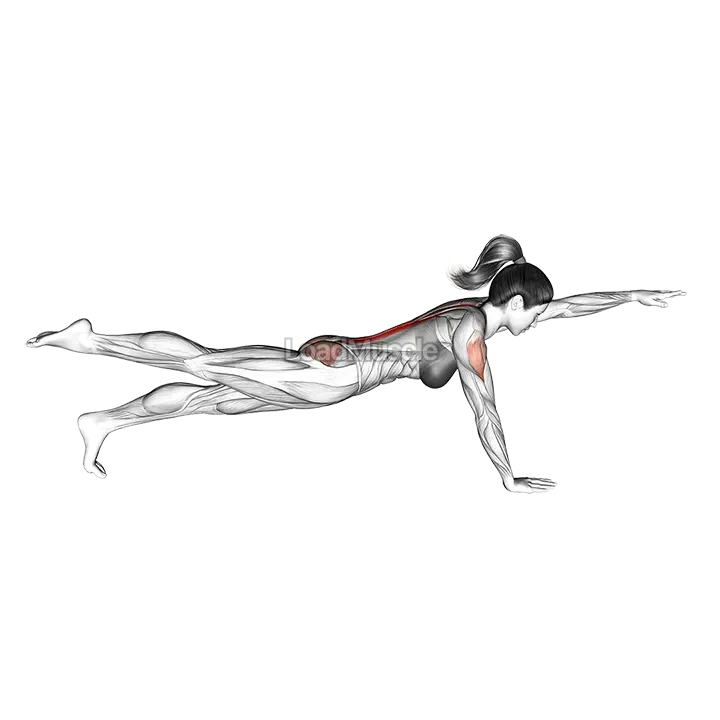 Bird Dog demonstration