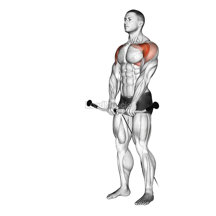 Cable Front Raise demonstration