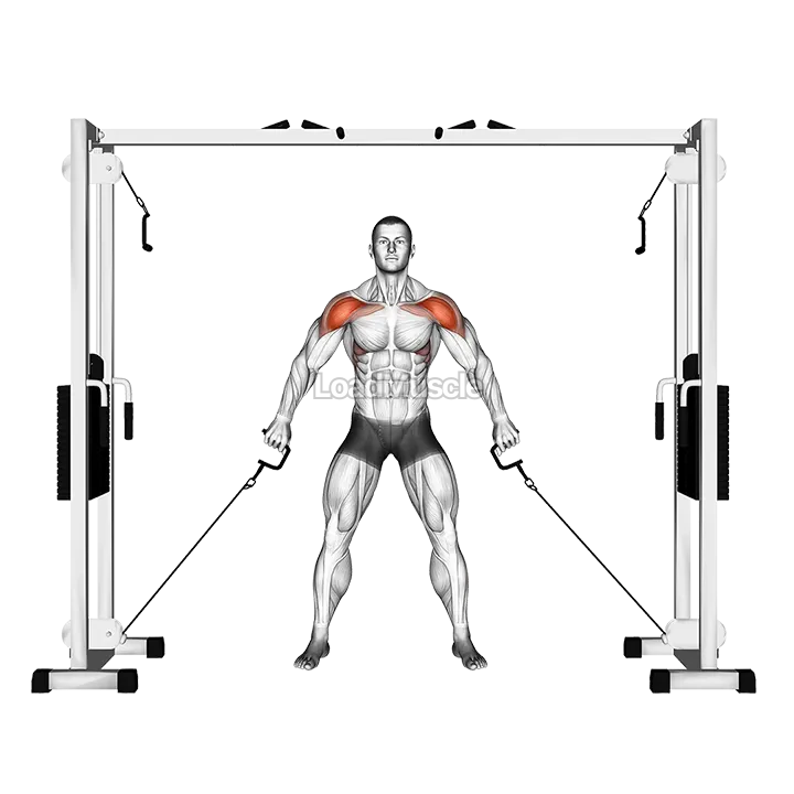 Cable Front Shoulder Raise demonstration