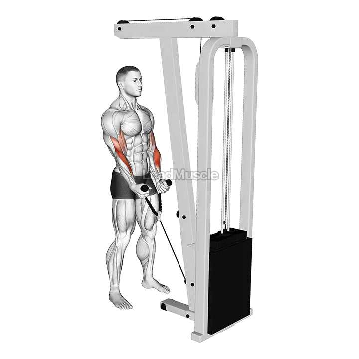 Cable Hammer Curl (with rope) demonstration