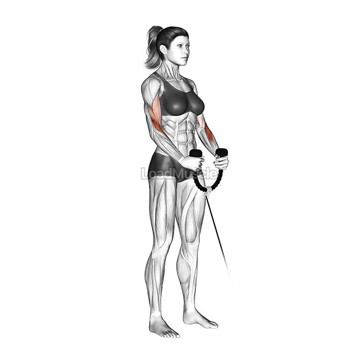 Cable Hammer Curl demonstration