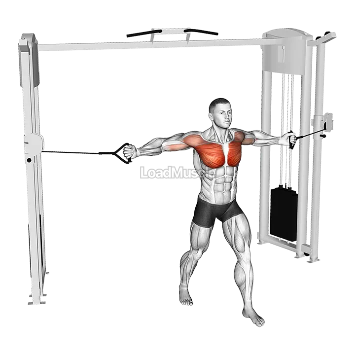 Cable Middle Fly demonstration