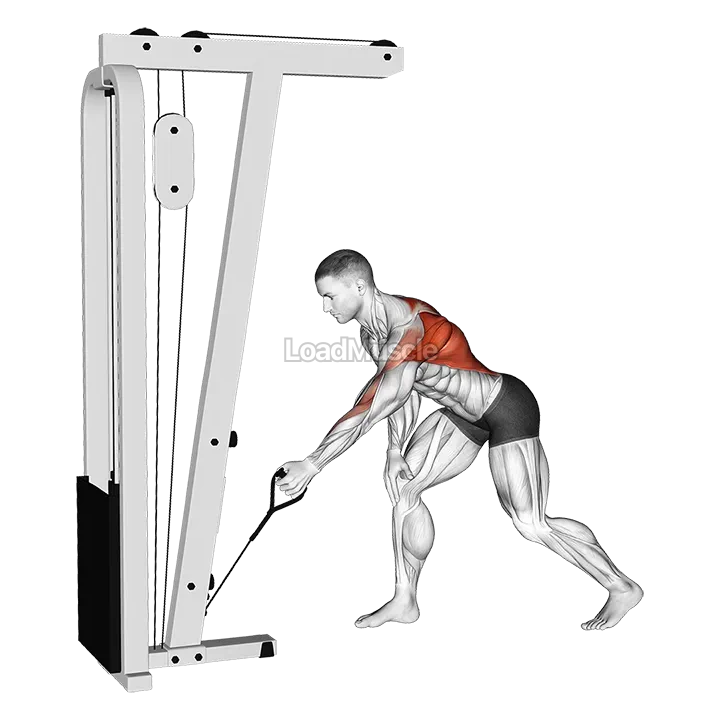 Cable One Arm Bent over Row demonstration