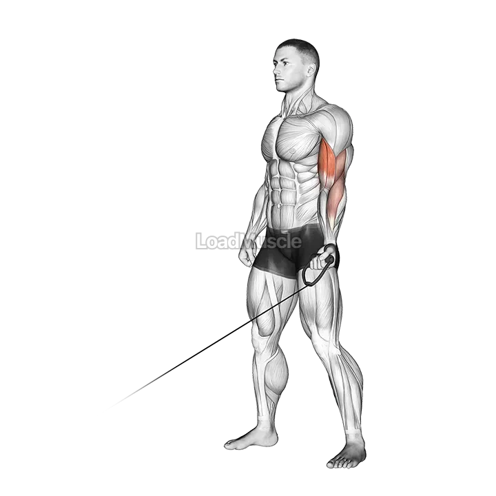 Cable One Arm Curl demonstration