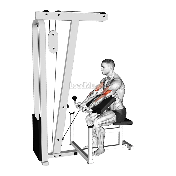 Cable Preacher Curl demonstration