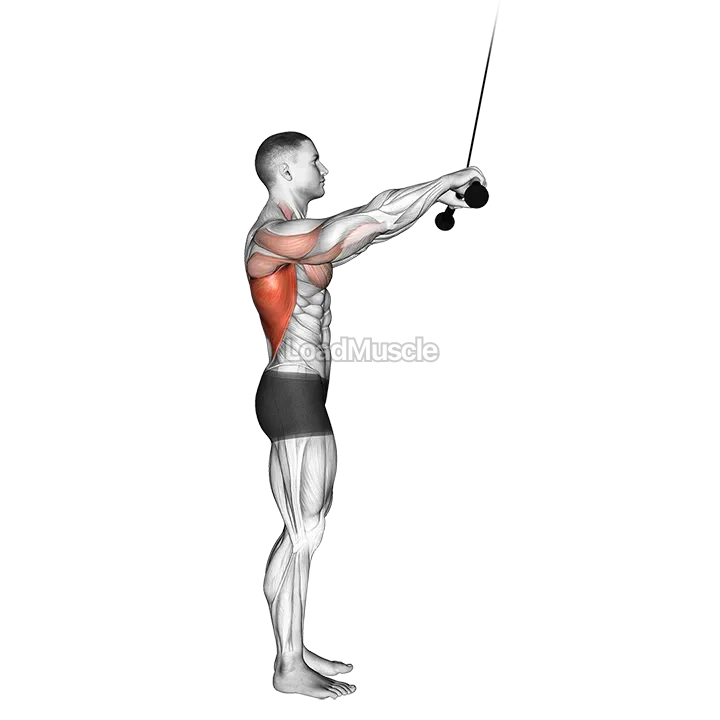 Cable Pushdown (straight arm) demonstration