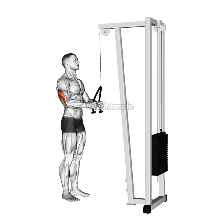 Cable Pushdown (with rope attachment) demonstration
