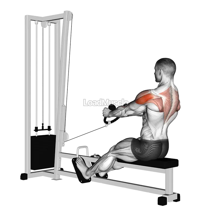 Cable Rear Delt Row (stirrups) demonstration