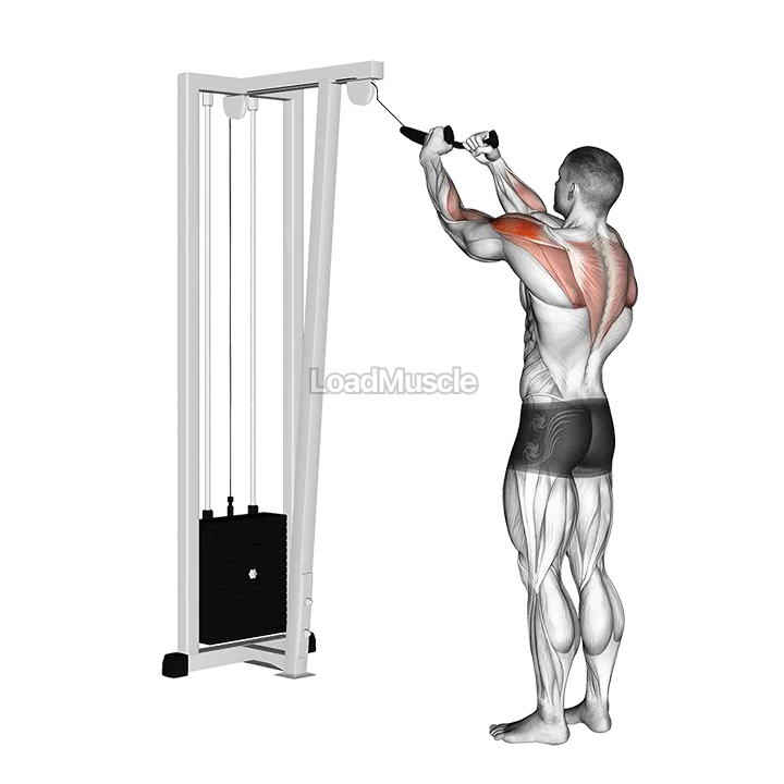 Cable Rear Delt Row (with rope) demonstration