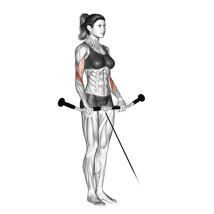 Cable Reverse Curl demonstration