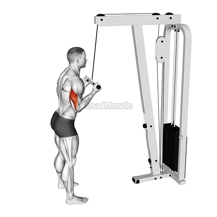 Cable Reverse grip Pushdown demonstration