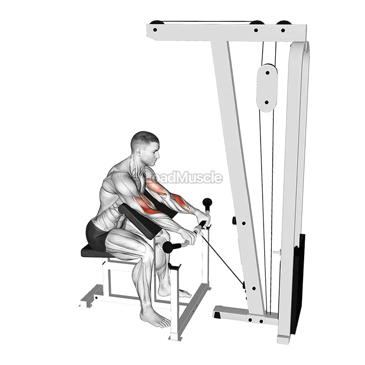 Cable Reverse Preacher Curl demonstration