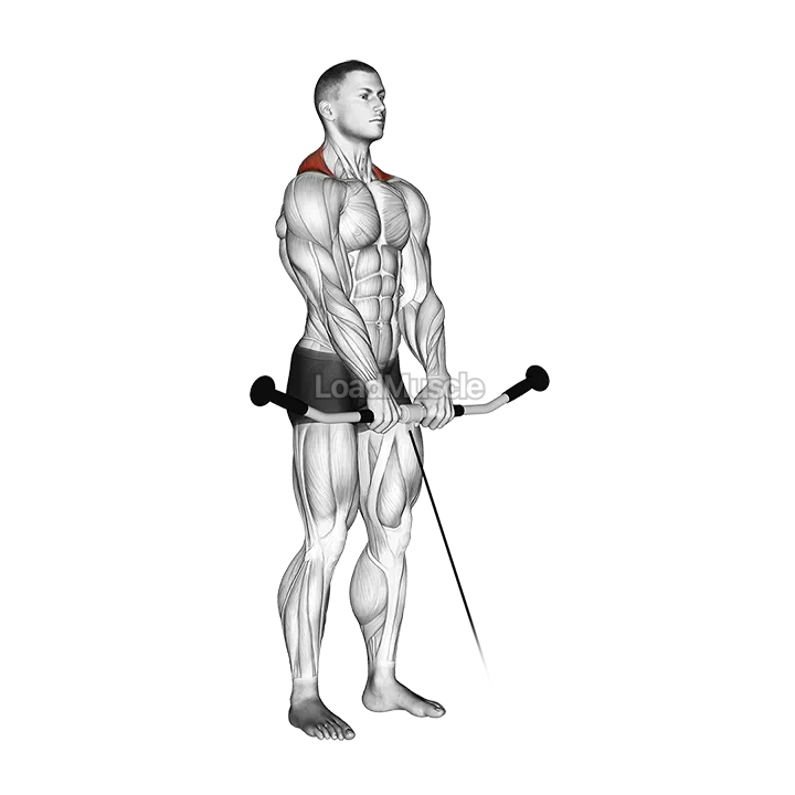 Cable Shrug demonstration